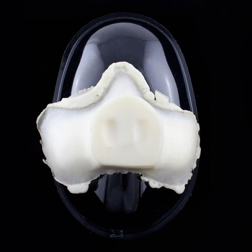 Prostético de cerdo Artist