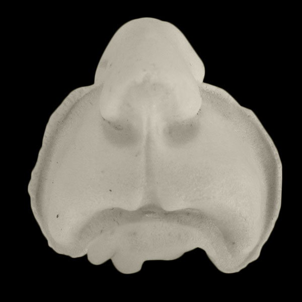 Prostético de belfo Artist